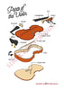 Parts of the Violin Poster - A2 Size